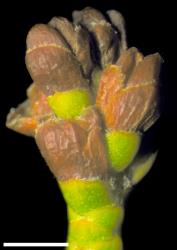 Veronica armstrongii. Infructescence. Scale = 1 mm.
 Image: W.M. Malcolm © Te Papa CC-BY-NC 3.0 NZ